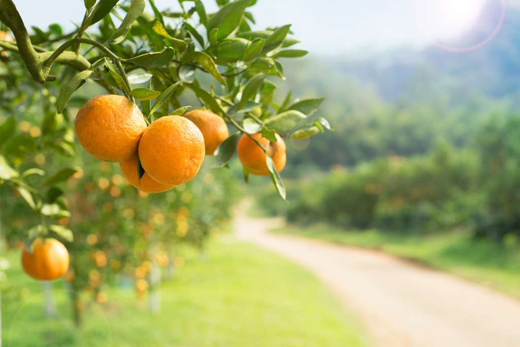 Orange tree in a farm