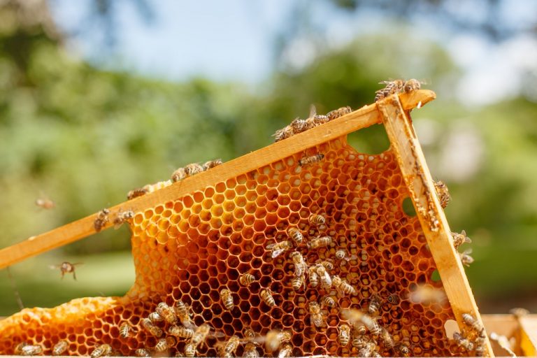 bees in the hive
