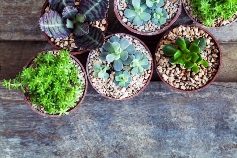 pots of succulent plants